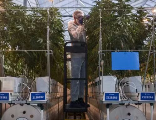 L’avenir de l’expérimentation du cannabis thérapeutique en question : «On nous donne un semestre de plus »